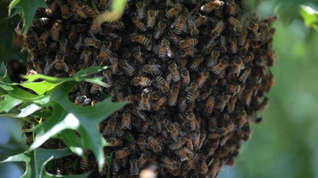 Beehive makes unexpected appearance in Lawrence front yard News